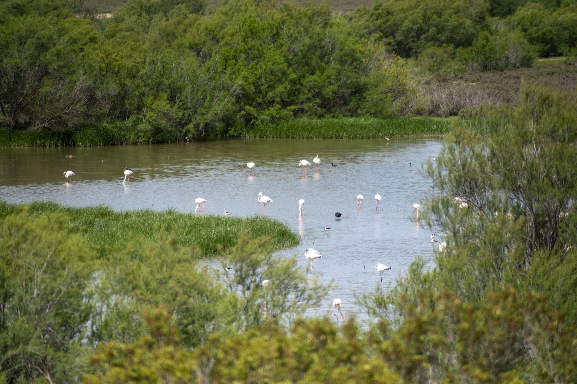 Flamencos en la Laguna de Fuente de Piedra, en abril de 2024.