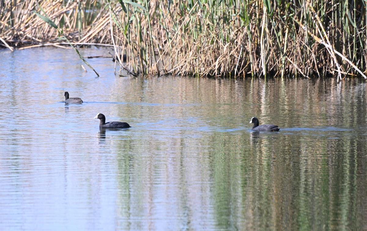 Fochas morunas recién soltadas en el Clot de Galvany de Elche