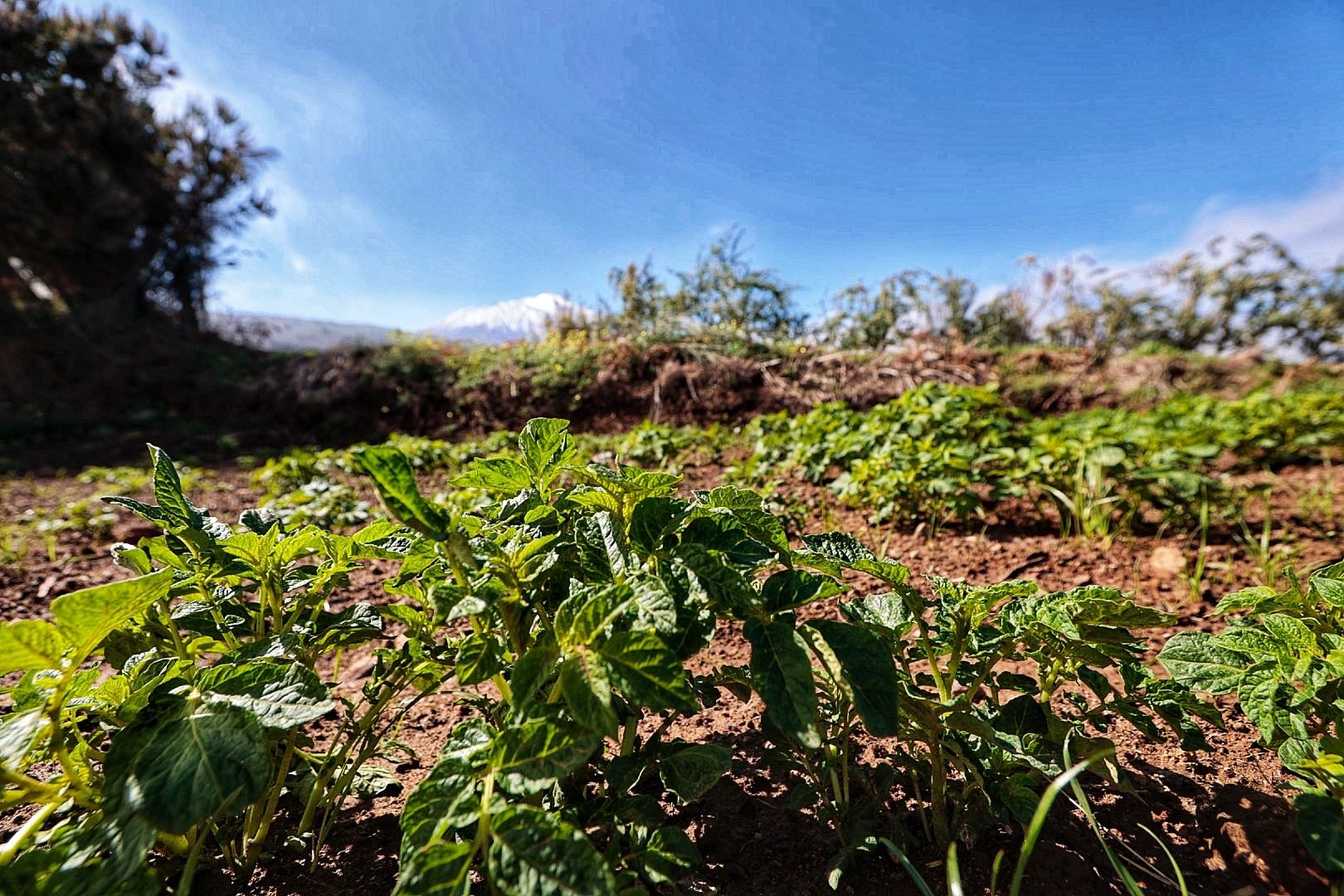 Reportaje sobre los productores de papa bonita en Icod el Alto