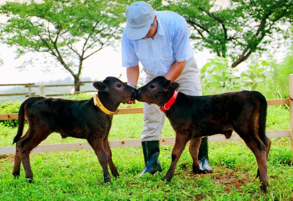 Cloned twin calves, Kaga, right, and Noto, kiss each other as they are grown up to the size of a standard calf at the Ishikawa Prefectural Livestock Research Center in Oshimizu, northwest of Tokyo, Friday, Aug. 7, 1998.   The twins, born on July 5, 1998, exactly two years after Dolly, the British sheep that made history by becoming the first adult-animal clone, are among five surviving calves in Japan out of 10 produced in the same way as Dolly.  (AP Photo/Asahi Shimbun, Yasuyoshi Chiba) --JAPAN OUT--