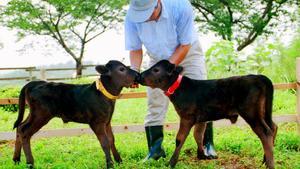 Cloned twin calves, Kaga, right, and Noto, kiss each other as they are grown up to the size of a standard calf at the Ishikawa Prefectural Livestock Research Center in Oshimizu, northwest of Tokyo, Friday, Aug. 7, 1998.   The twins, born on July 5, 1998, exactly two years after Dolly, the British sheep that made history by becoming the first adult-animal clone, are among five surviving calves in Japan out of 10 produced in the same way as Dolly.  (AP Photo/Asahi Shimbun, Yasuyoshi Chiba) --JAPAN OUT--