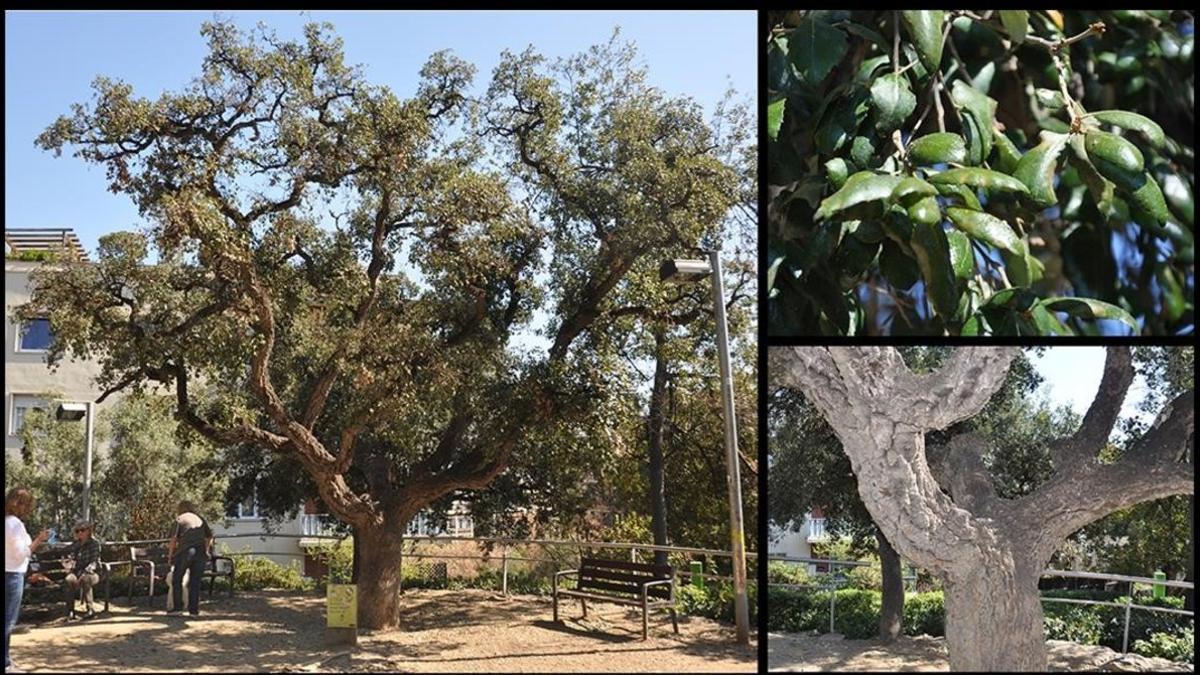 alcornoque quercus suber surera monterols madridejos