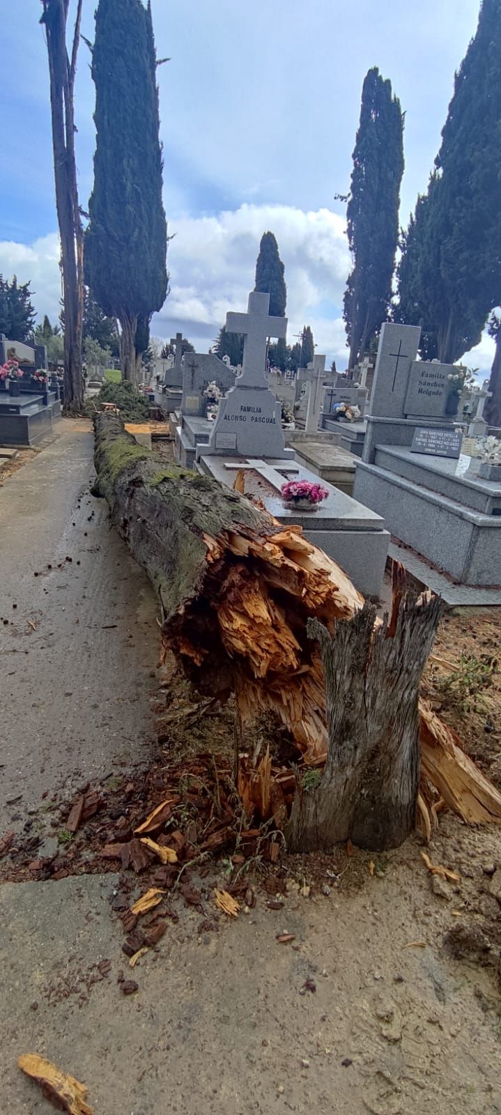 Los importantes daños del temporal en el Cementerio de Zamora