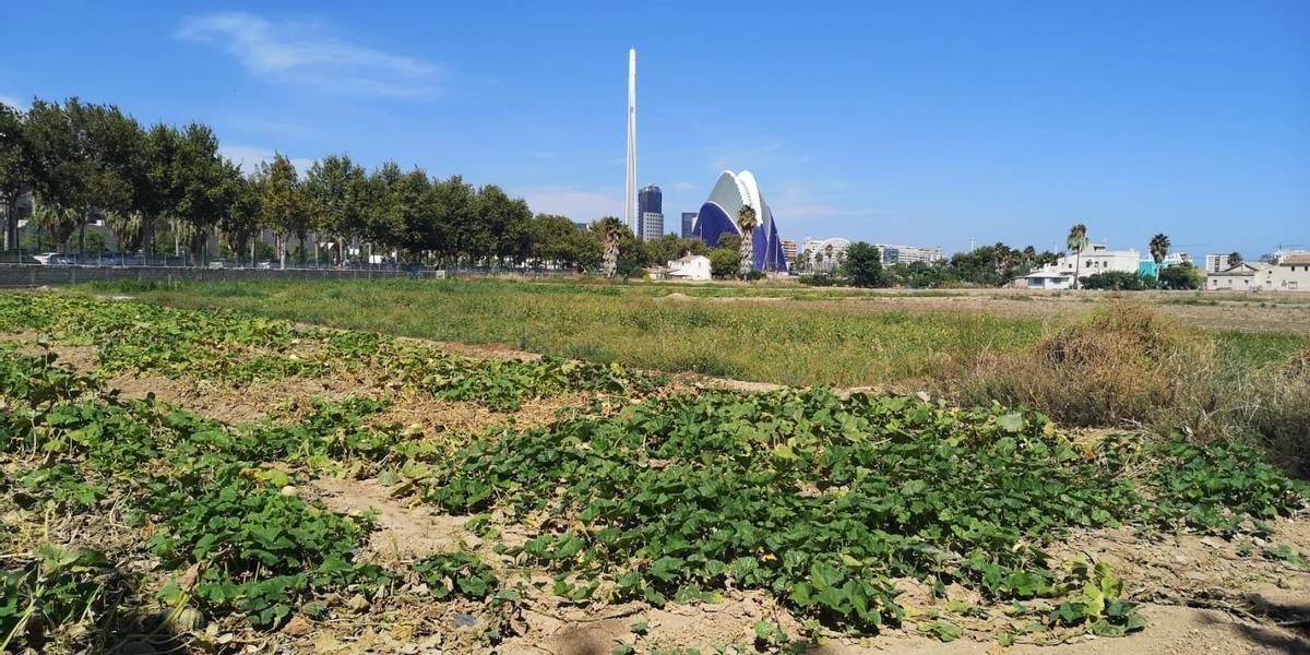 Huerta de València con la Ciudad de las Artes y las Ciencias de fondo