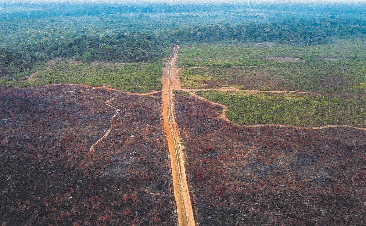 La Amazonia, arrasada por las motosierras y los incendios intencionados La Amazonia, arrasada por las motosierras y los incendios intencionados