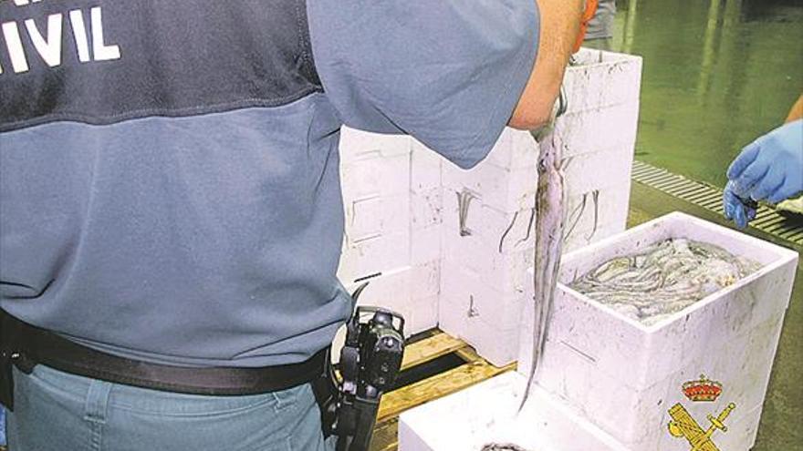 La Guardia Civil se incauta de 270 kilos de pulpo demasiado pequeño
