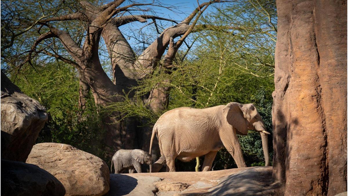 Las tiernas crías de elefante en Bioparc Valencia encantan a los visitantes.
