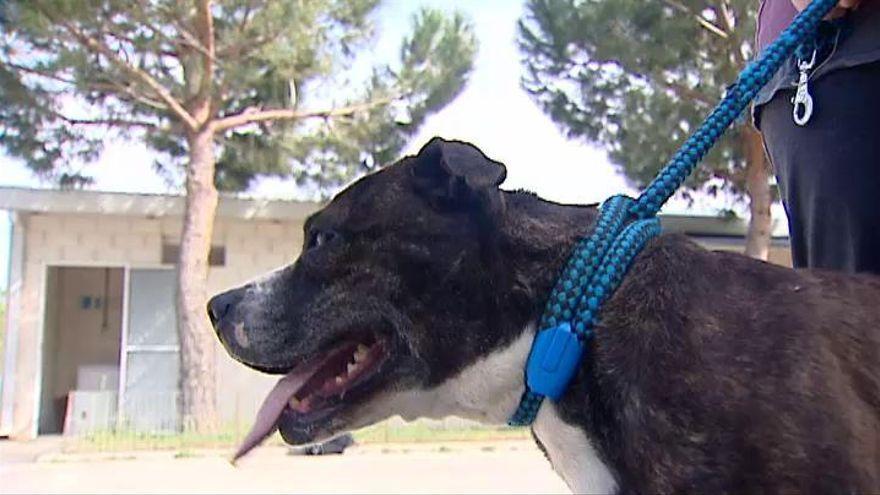 Las dos mujeres detenidas intentaron robar el móvil a un hombre utilizando un perro de raza peligrosa.