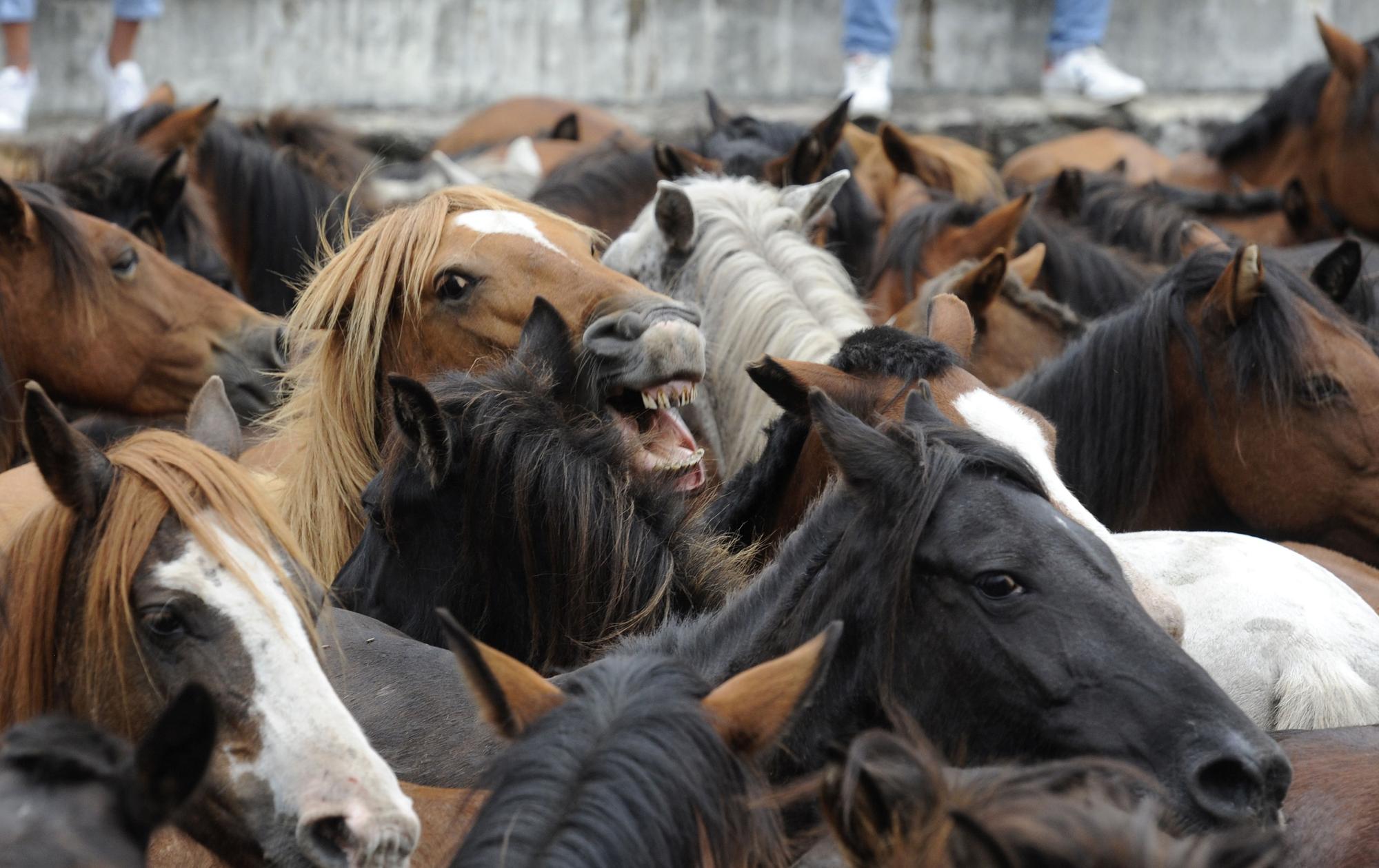 Rapa de alto voltaje en Sabucedo