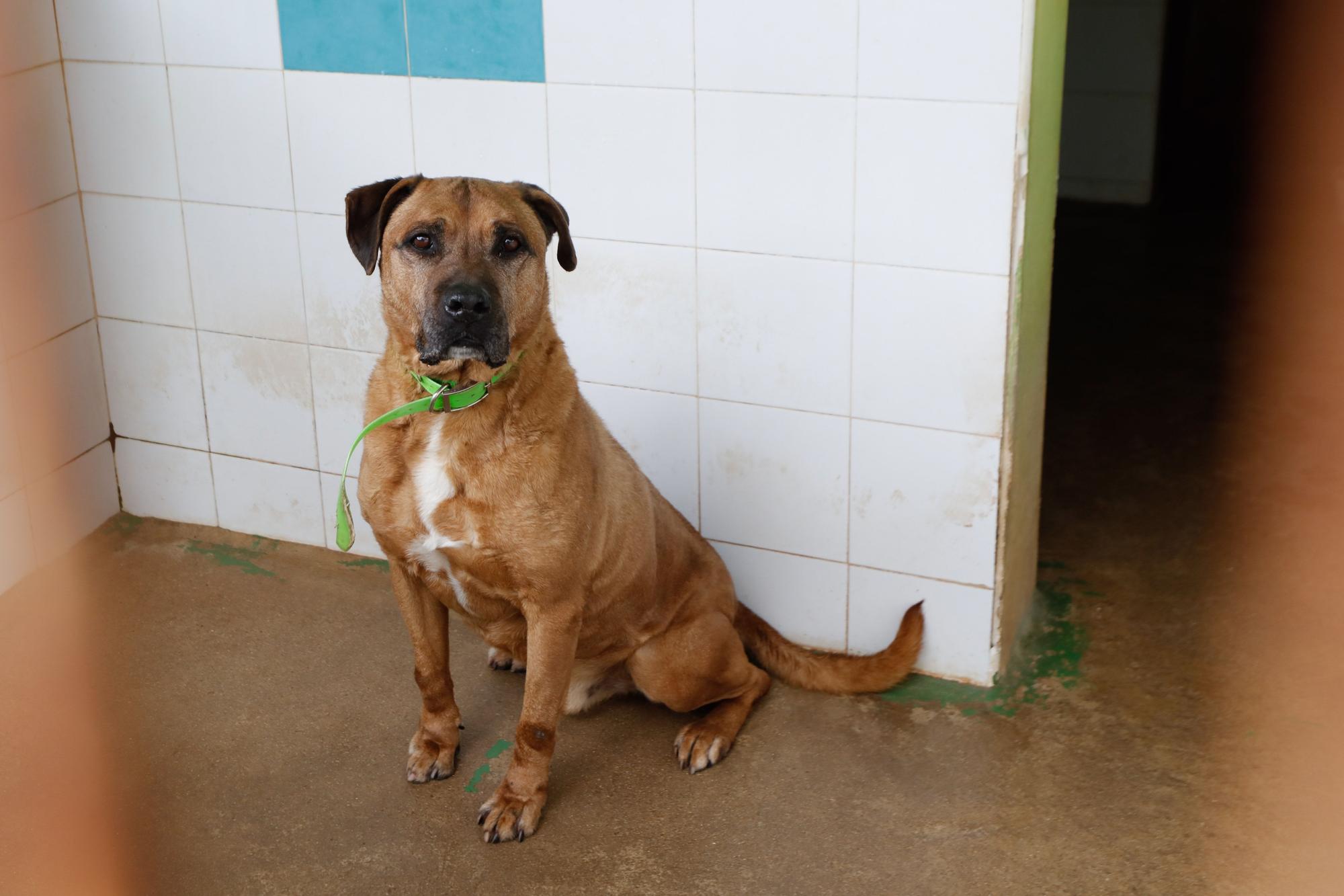 Junior, el perro de Ibiza que murió esperando un hogar