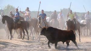 Vuelve el Toro de la Vega, un año más sin matar al astado.