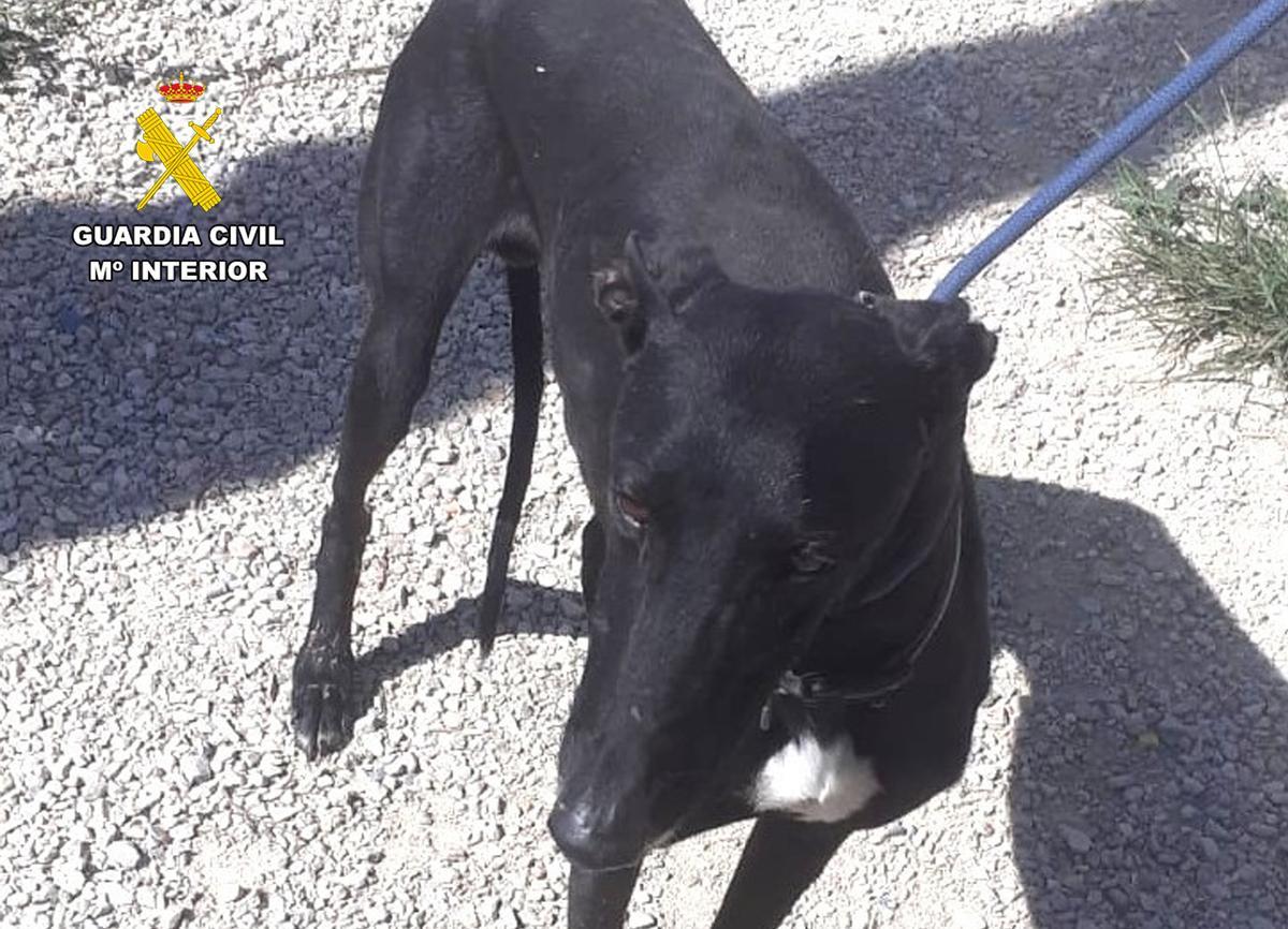 El galgo abandonado en Lorca.