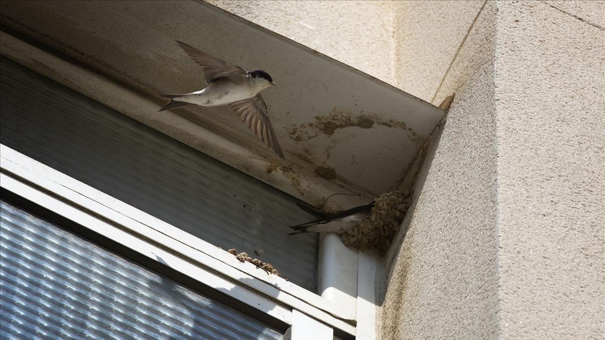 zentauroepp43573657 barcelona 01 06 208 nidos de golondrinas en las ventanas del180812173831