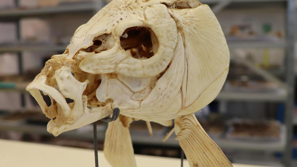 Un cráneo de carpa que pertenece a las colecciones alojadas en el Museo Steinhardt de Historia Natural de la Universidad de Tel Aviv.