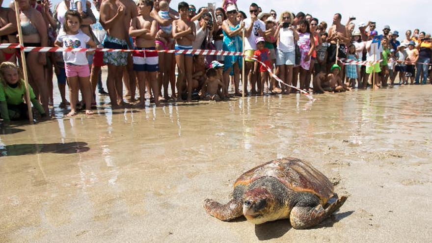 Regresa en el mar de Playa Blanca la tortuga &quot;manca&quot;