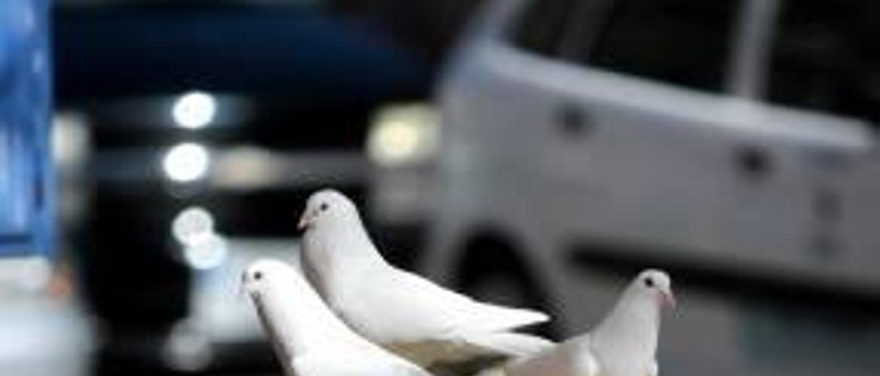 Diferentes puntos de la calle Jaime I en la que se puede ver la suciedad y los desperfectos derivados de la estancia de las aves en esa zona.