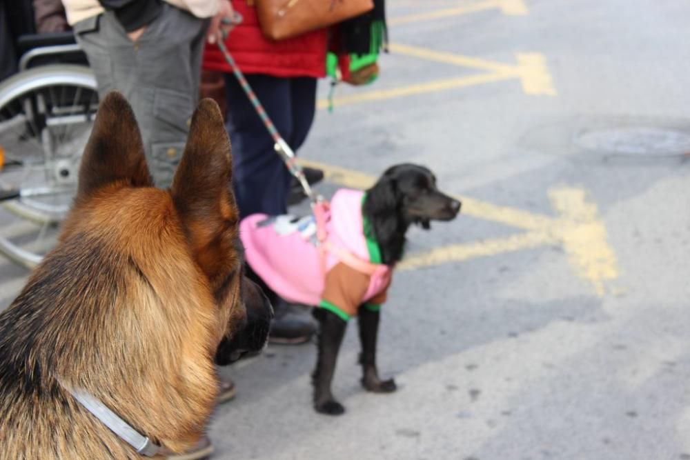 Bendición de los animales en la Ermita de San Antón