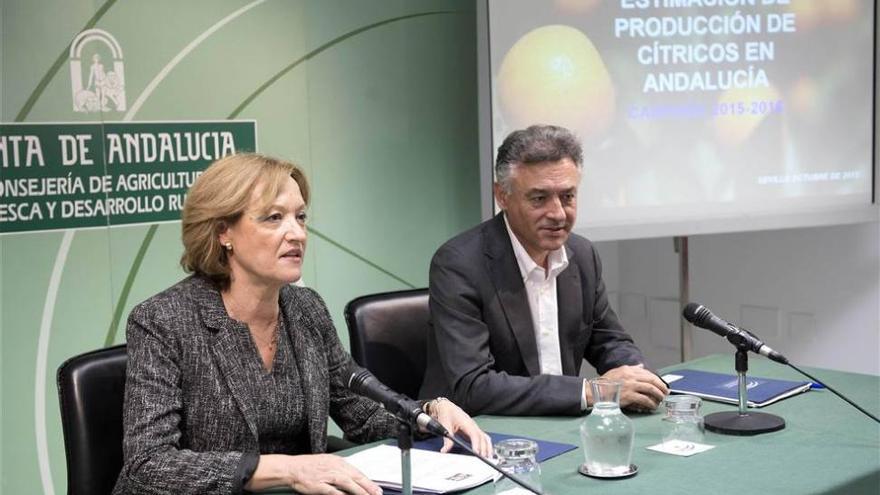 El aforo de la Junta prevé una caída de la producción de cítricos del 8,9%