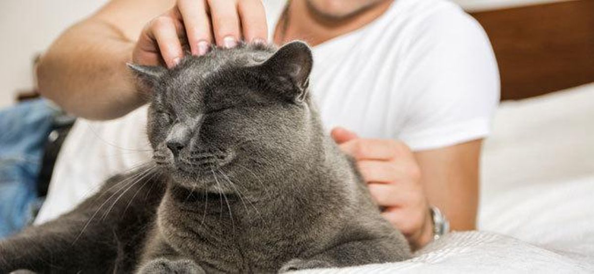 Diez señales que indican que tu gato te quiere