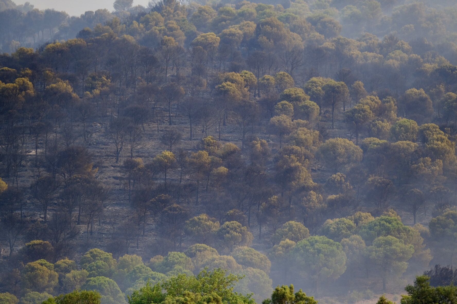 Declarado un incendio en la Sierra de Mijas