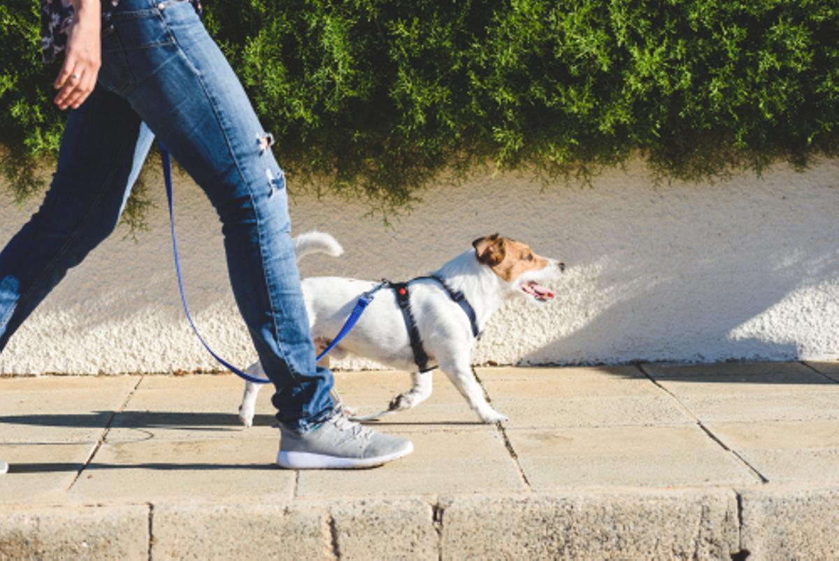 A tu perro no le gusta llevar tensa la correa