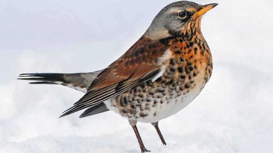 Los censos del Observatorio Cinegético de aves migratorias invernantes aumentaron más de un 40% en la última campaña