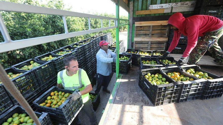 La baja producción citrícola lleva a mínimos los contratos en el campo