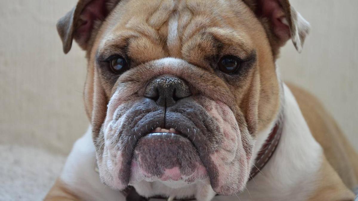 Rostro de un bulldog inglés