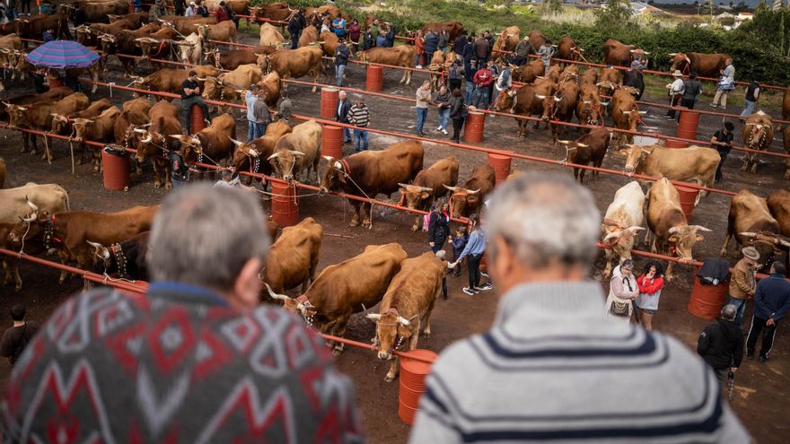 The island’s ranchers stand up to “the worst” crisis in history