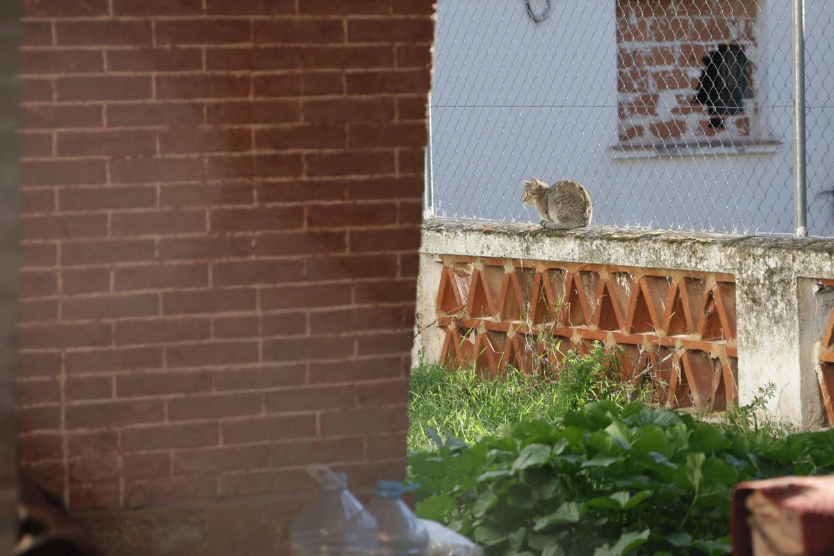 Una colonia felina en Cáceres