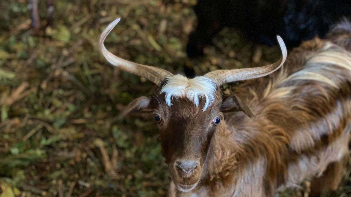 El Gobierno de Canarias destina 4,1 millones en ayudas al consumo de carne fresca de origen local