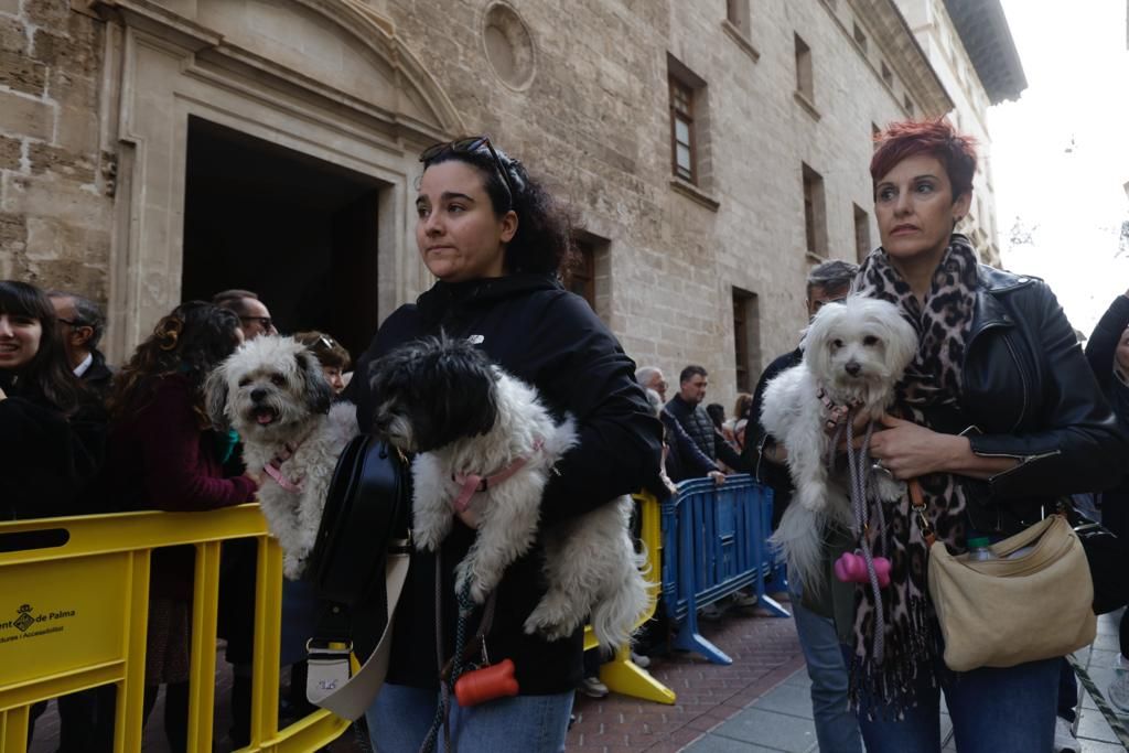 Palma celebra sus primeras 'beneïdes' sin animales exóticos por la Ley de Bienestar Animal