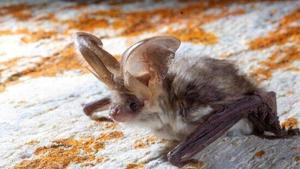 Dos ratpenats d’una espècie amenaçada reapareixen en un parc natural de Girona