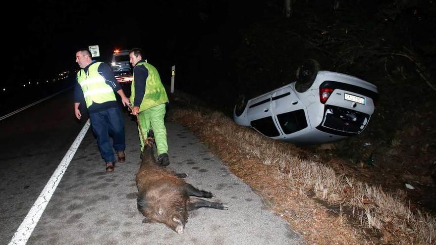 Alerta por jabalí en el móvil