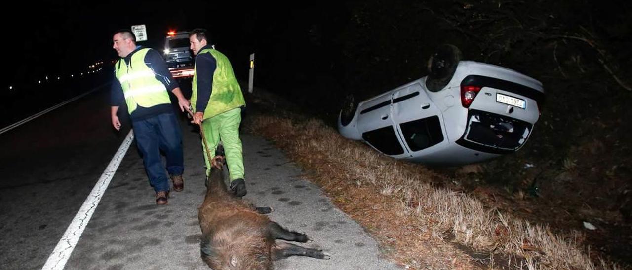 Dos operarios retiran un jabalí atropellado en la variante de Avilés.