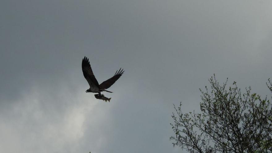 El águila pescadora regresa al humedal de La Furta, zona de protección para las aves