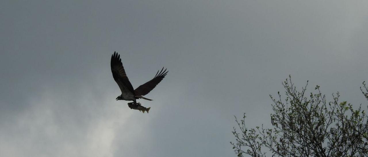 Un águila pescadora en el área de La Furta. | Ignacio Martínez