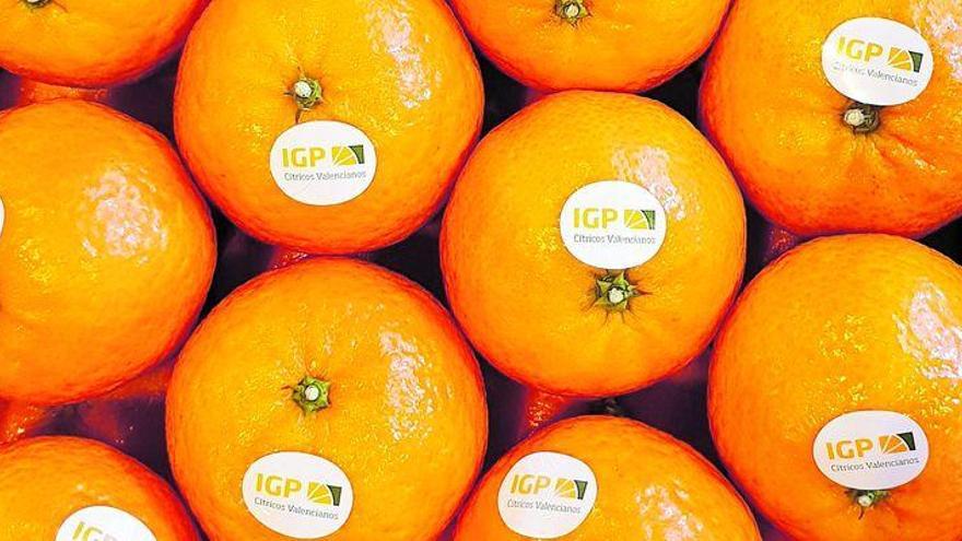 La naranja busca la excelencia en la IGP Cítricos Valencianos