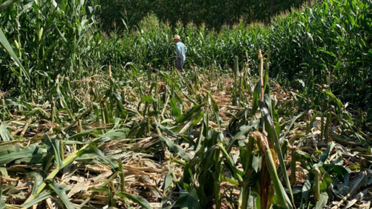 Destrozos provocados en una finca de Milles de la Polvorosa. / E. P.