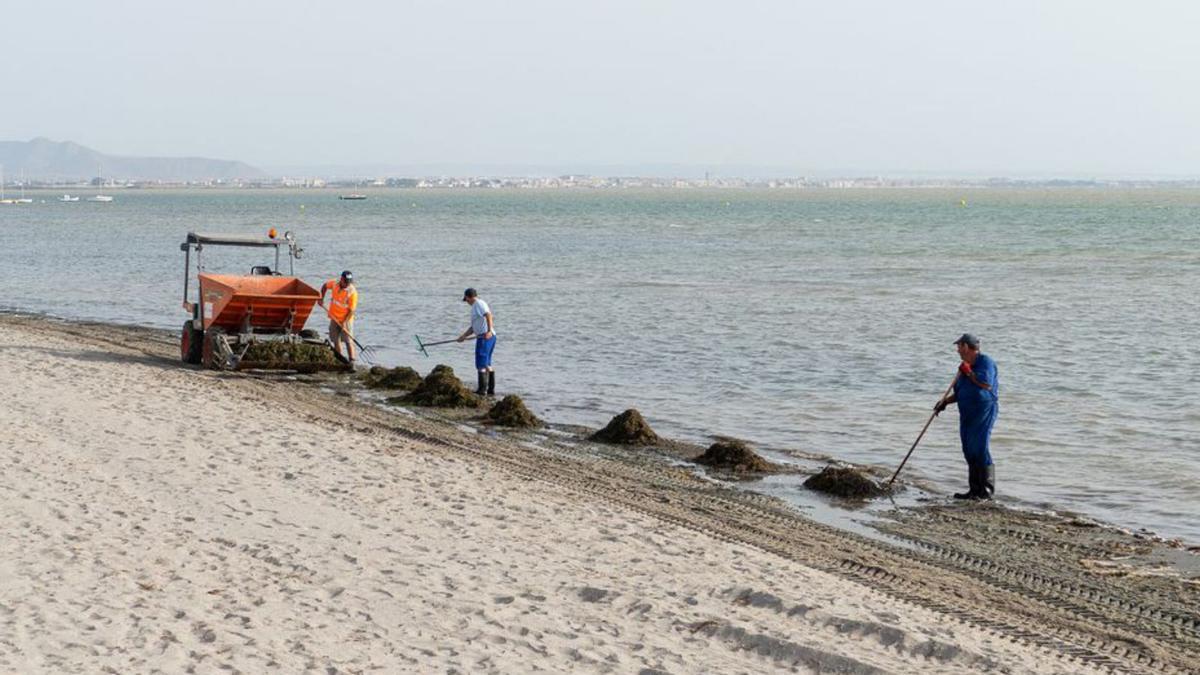 Operarios retiran biomasa del litoral cartagenero. | L.O.