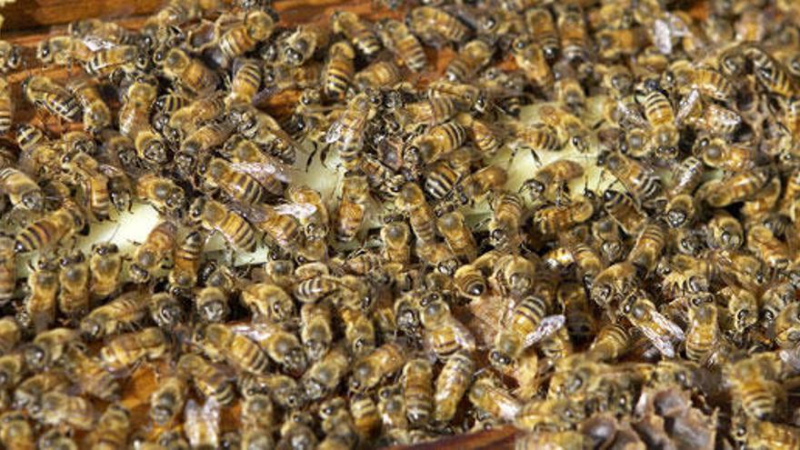 Las abejas están en riesgo de desaparición en España, según Greenpeace.