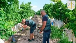 La Guardia Civil investiga en Tenerife seis personas por robar 800 kilos de papas en fincas