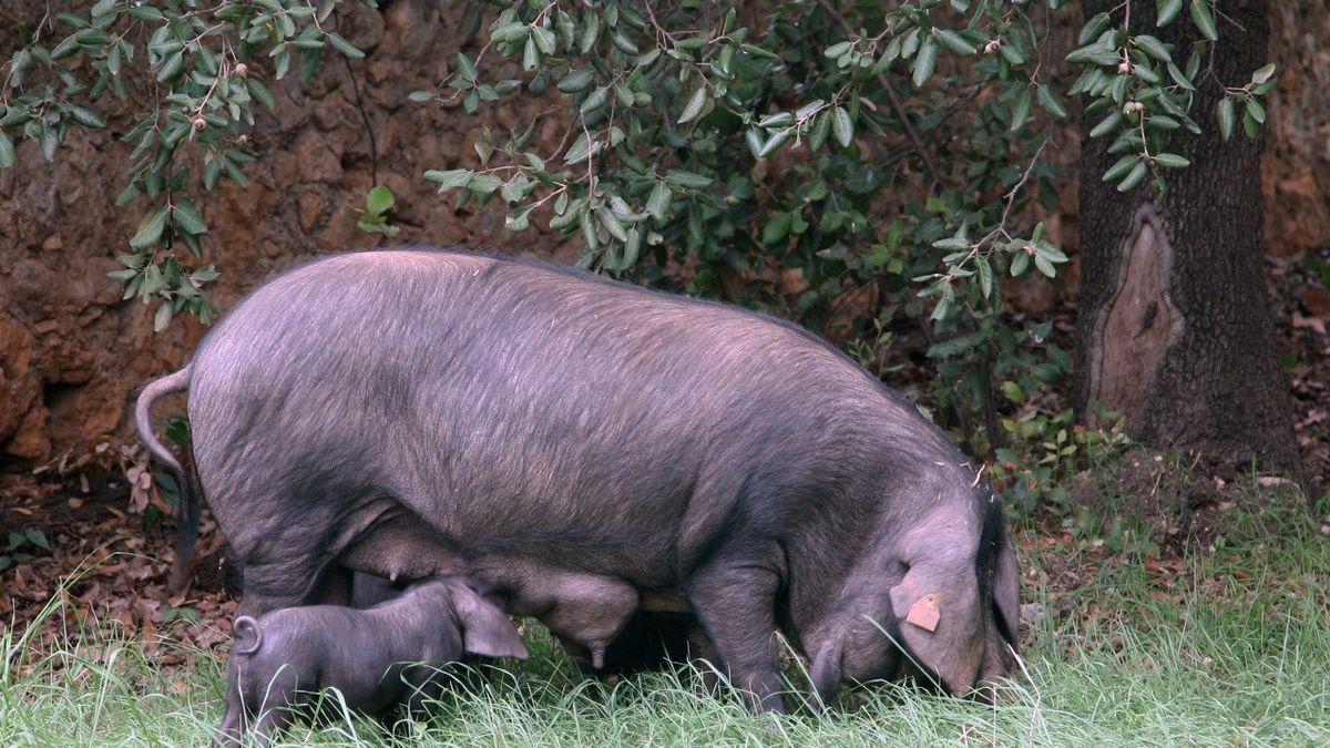 Los productores aplauden la iniciativa de dar a conocer las excelencias del ‘porc negre’