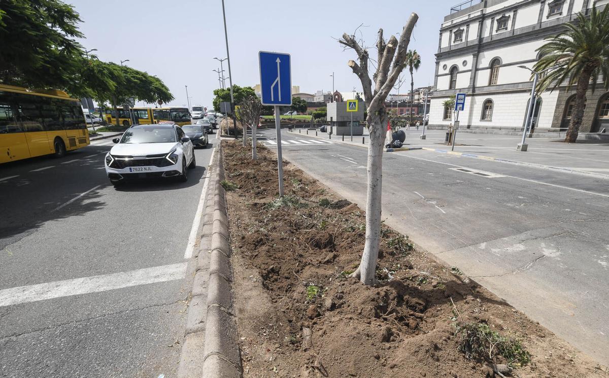 Trabajos previos al trasplante de los árboles frente al Teatro.