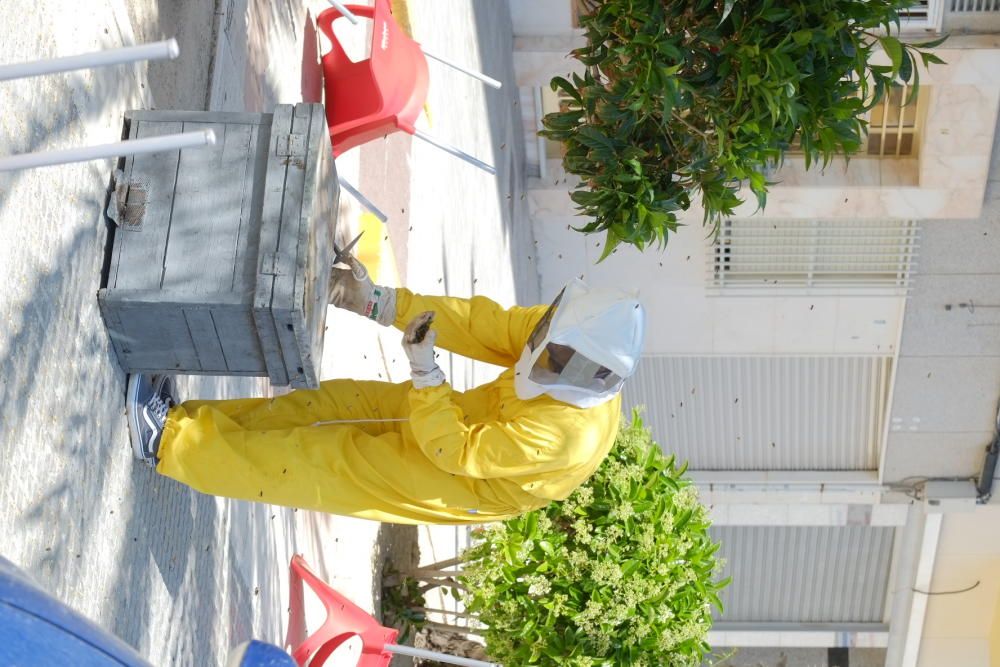 Revuelo en la calle principal de La Marina por un panal de abejas