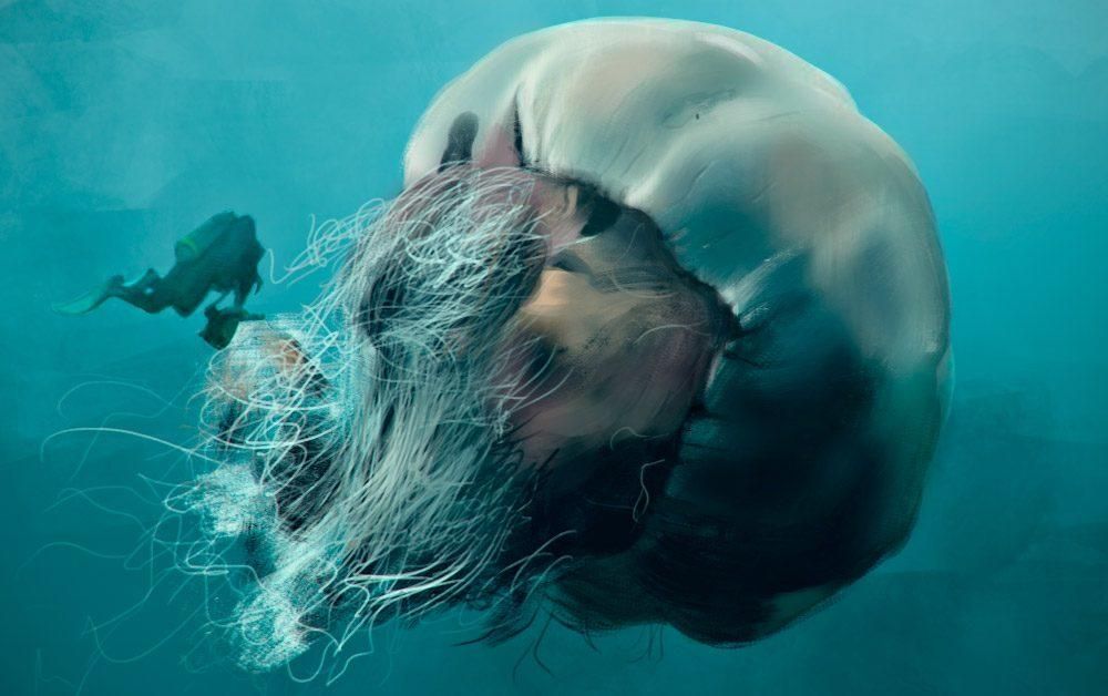 Las medusas más peligrosas: Medusas melena de león
