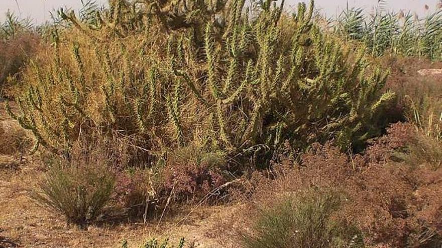 Las principales plantas invasoras pertenecen a la familia de los cactus