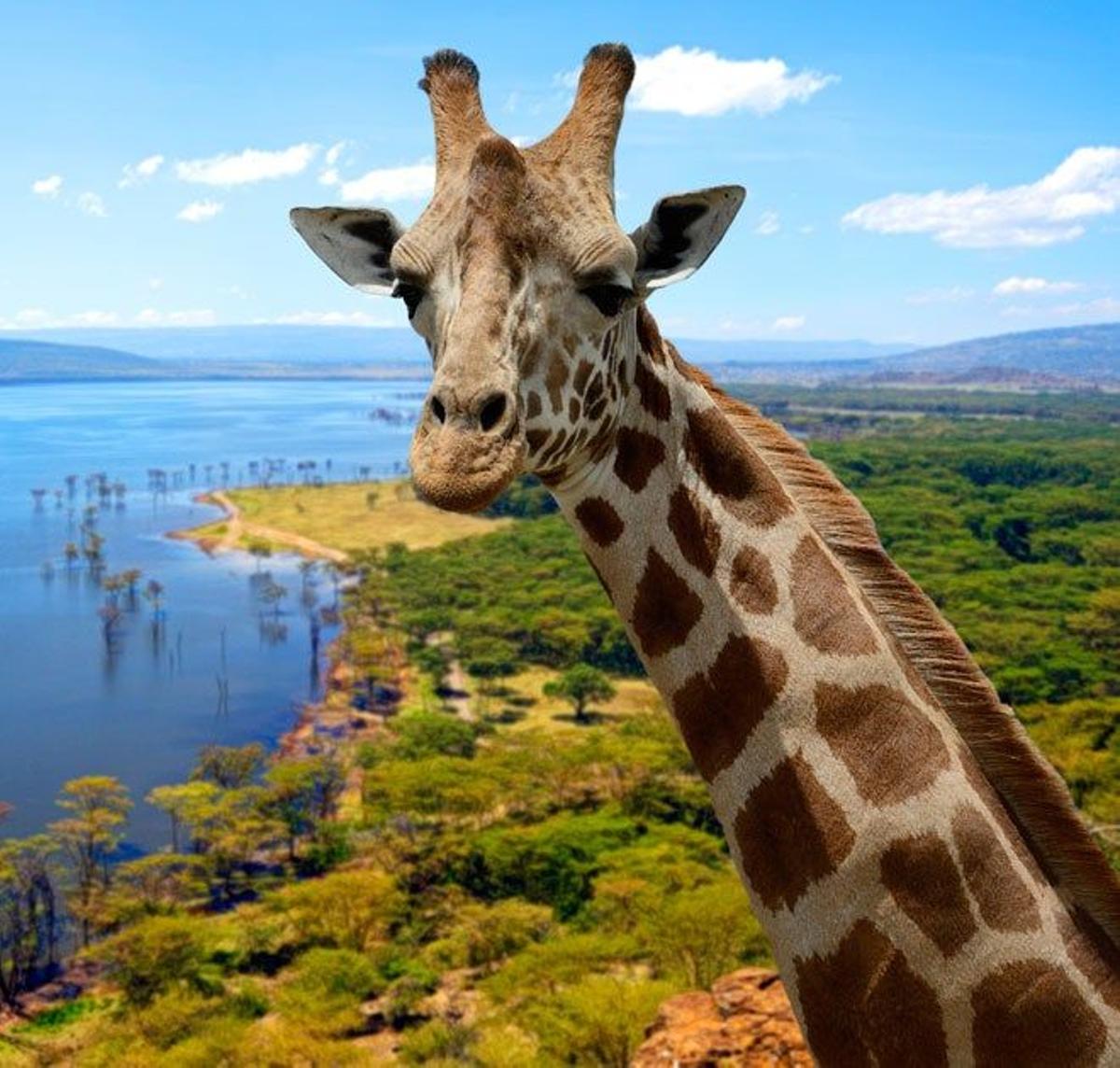 Reserva nacional de Samburu