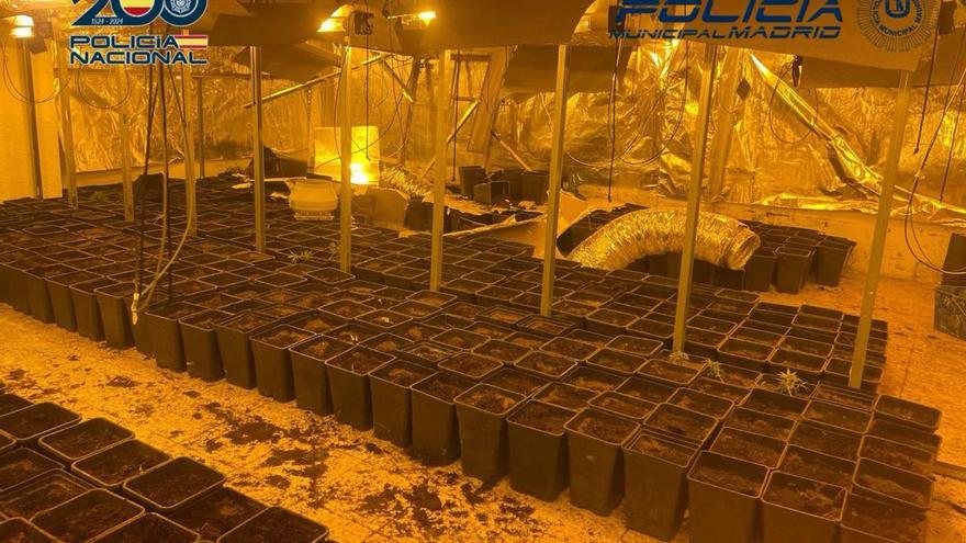 Un incendio en la instalación eléctrica destapa una plantación ilegal de marihuana en Madrid