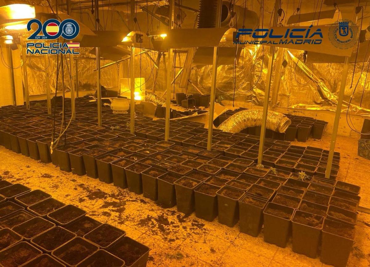 Plantación ilegal de marihuana en una nave de Madrid.